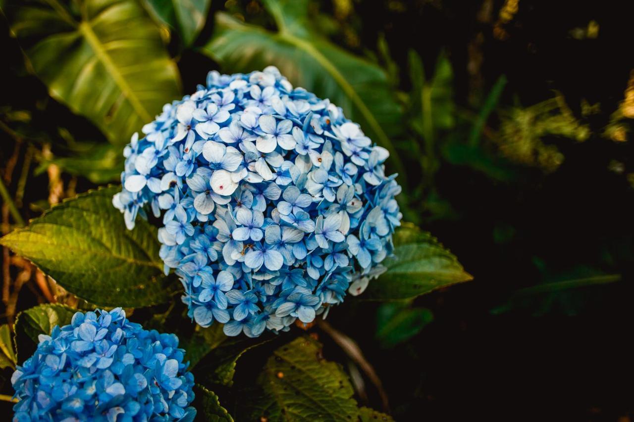 Sítio das Hortênsias Chalés Conceição do Ibitipoca Exterior foto